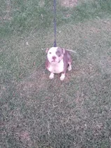 Comprar American Bully Hembra 1 Año 8 Meses Solo Tuvo Una Cria.