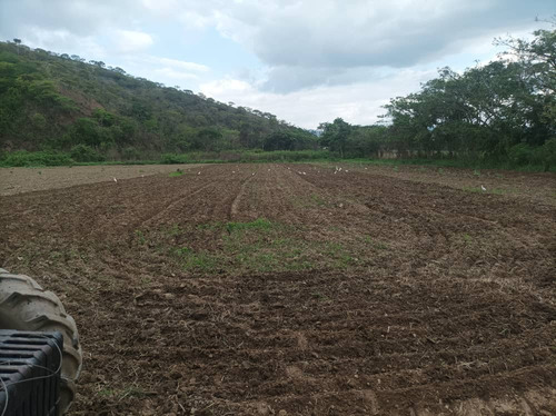 Venta De Finca Productiva Y Fondo De Comercio En Montalbán - Inmobiliaria Maggi 1417