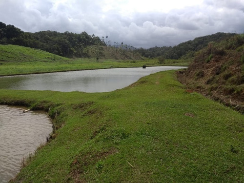 Imagem 4 de 30 de Sitio No Juquiá - St00024