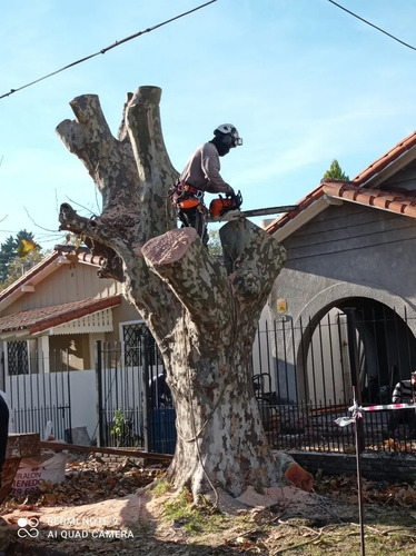 Poda Y Extracion De Arboles