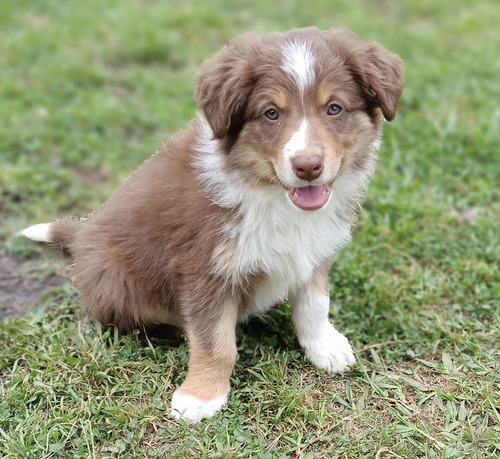 Cachorros Border Collie Machos Disponibles !!! 