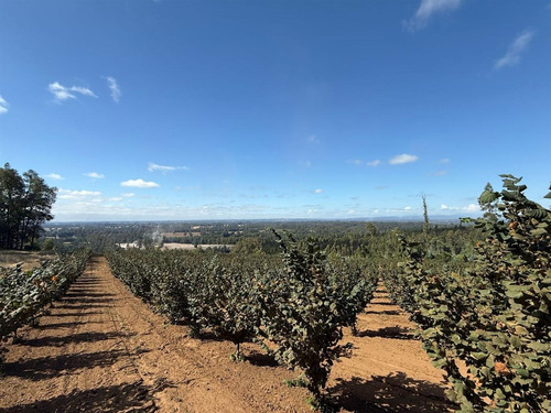 Agrícola En Venta En Gorbea