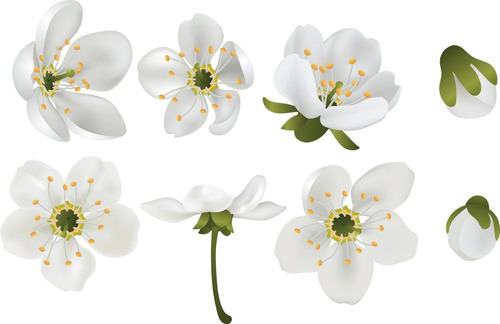Muda De Cerejeira Flor Japonesa Branca