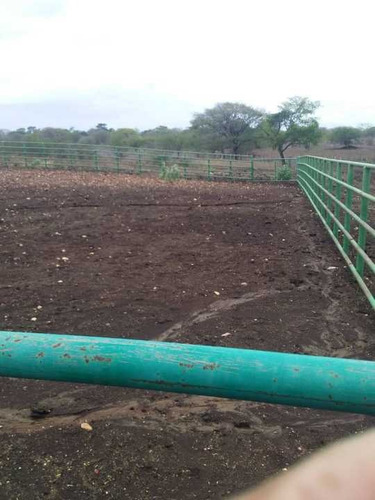 Imagen 8 de 14 de Finca 2.500 Hectáreas En Guárico, Vía El Sombrero
