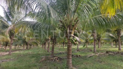 Venta De 5 Has. Sembradas Con Palma De De Coco En Coquimatlán, Colima.
