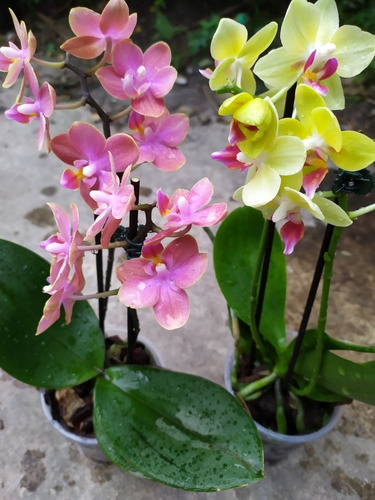 Orquídea Phalaenopsis | Cuotas sin interés