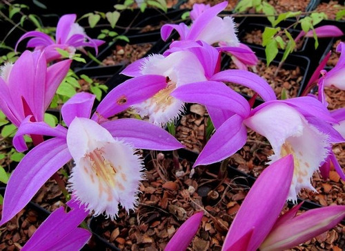 Bulbos Orquidea Pleione Formossana X 1 Bulbos-semillas | MercadoLibre