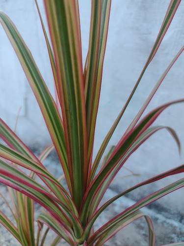 Dracena Multicolor Enana