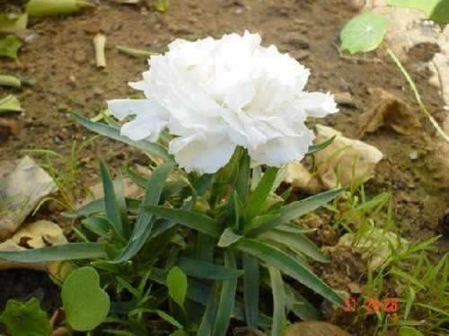 40 Sementes De Cravo-chabaud Branco! Linda Planta Ornamental | MercadoLivre