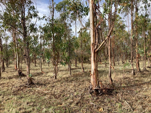 Venta Bosque De Eucaliptus 12 Hectareas