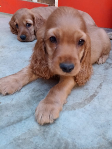 Imagen 10 de 10 de Cachorros Cocker Spaniel English
