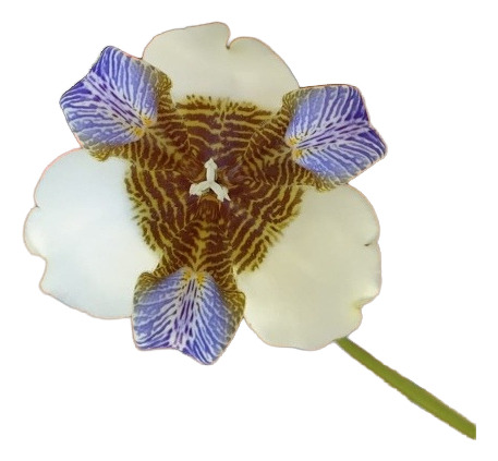 Neomaricas Iris Caminante Flor De Un Dia Orquidea Salvaje