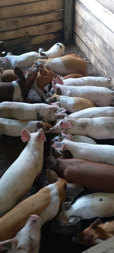 Imagen 2 de 3 de Lechones Exelentes De 14 A 20 Kg Criados A Ración
