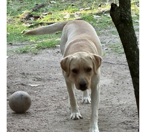 Perro Labrador Joven Para Monta