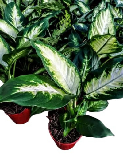 Promo Pack 5 Dieffenbachia Mariana - Planta Interior - M 12