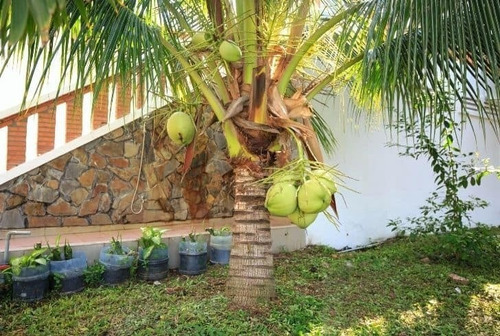 Palmera De Coco Enano Brasileño (el De Nosotros Si Es Enano)