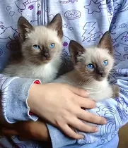 Comprar Gatitas Siames Hembritas - Muy Lindas - Envíos Consulte !!!