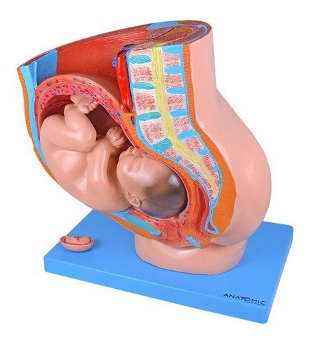 Pelve Anatomic Tgd-0366 de Gravidez em 4 Partes com 39 Semanas Aproximadamente