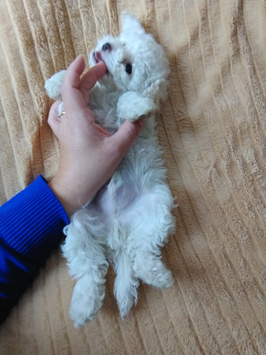 Cachorro Caniche Toy Macho Blanco De 60 Días, Pelaje Largo