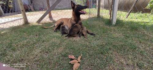 Pastor Belga Malinois