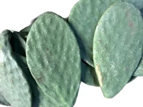 comprar 15 Pencas Semilla Nopal Verdura Y Forraje Variedad Atlixco