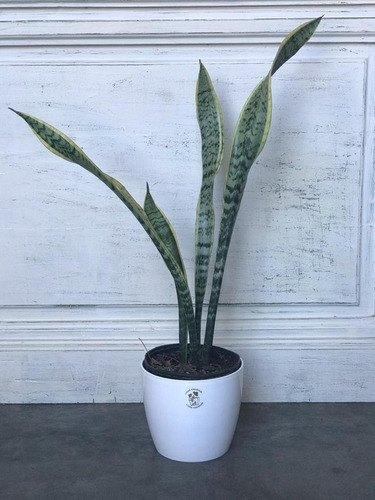 Planta De Interior Sansevieria Con Maceta Premium 18 