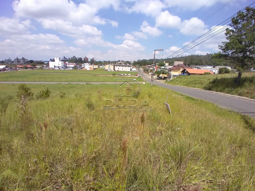 Imagem 6 de 6 de Terreno - Prospera - Ref: 33437 - V-33434