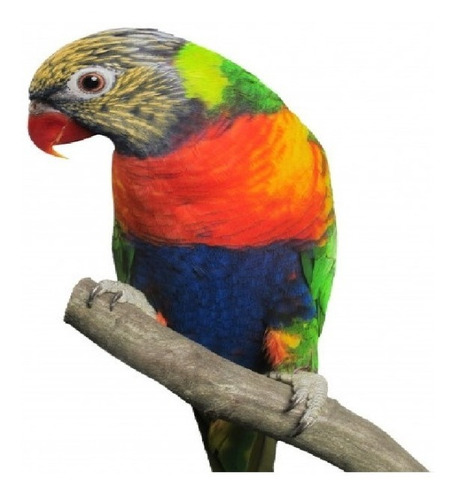Loris Arco Iris Colores Nacida En Criadero Anillado Papeles