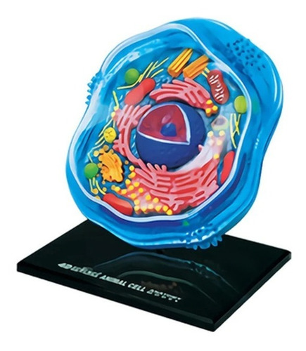 Imagen 2 de 4 de 4d Modelo De La Célula Animal 24 Partes 26058