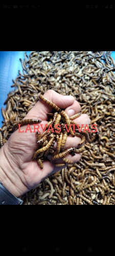 Tenebrios Gigantes 100 Larvas