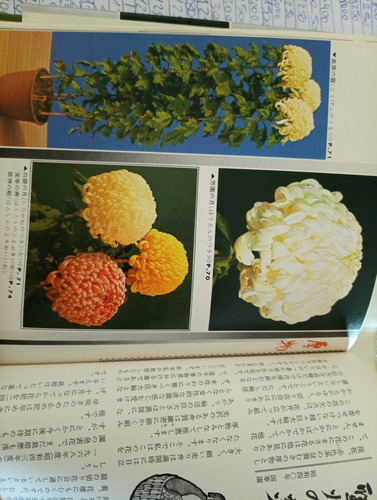 Crisantemos Libro Japonés De Jardinería Fukushima A0855 (Usado)