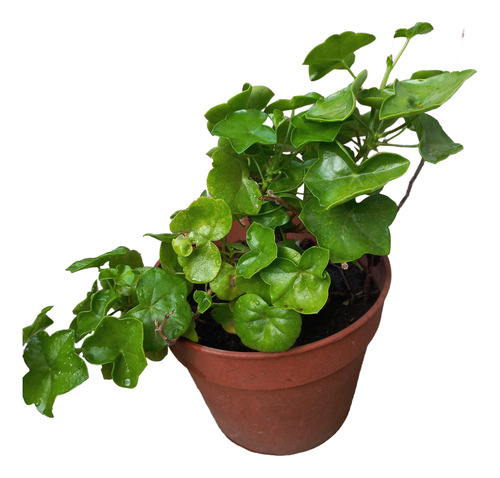 Geranio De Hiedra C/ Maceta ( Pelargonium Hederaefolium )