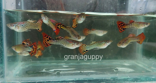 Imagen 4 de 6 de Peces Pez Guppys Lebistes Full Black - Black Moscú