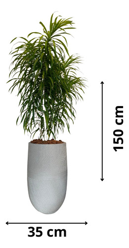 Vaso Argos 150x35 Cm Cor Cimento Com Pleomele Fita