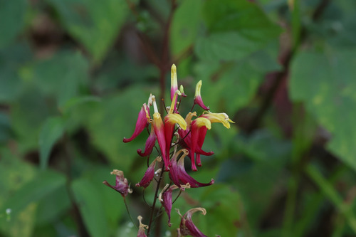Lobelia Lobelioides - Semillas