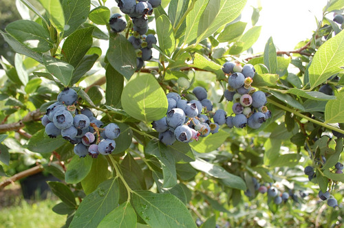 Nitrofoska Azul Fertilizante Especial Jardín Blaukorn 1 Kg