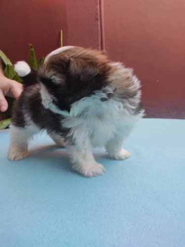 Shih Tzu Machos