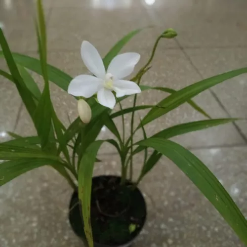 Spatoglotis Alba (muda Sem Flor) Orquídea Rara