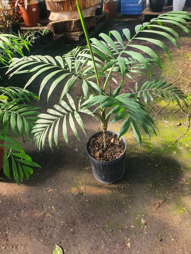 Palmera Interior Chamadorea !!