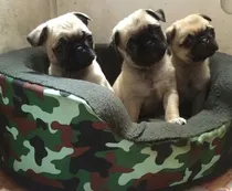 Comprar Pug Carlinos Hembra Corto