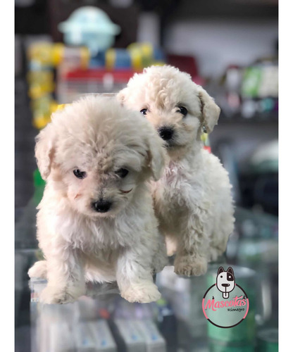 Imagen 3 de 5 de Espectaculares Cachorros Frenshpoodle Minitoy Mascotas Rione