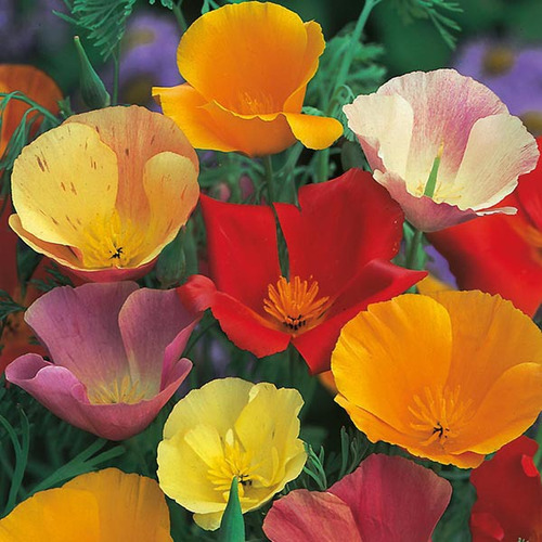 80 Sementes De Papoulas Da Califórnia Ou California Poppies