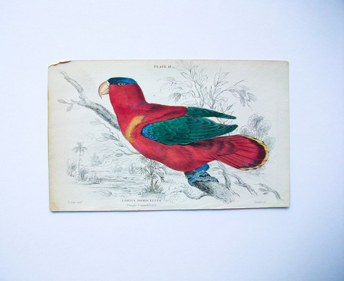 Pájaro Grabado Coloreado 10,50 X 16,50 Edimburgo 1833 Pl. 18