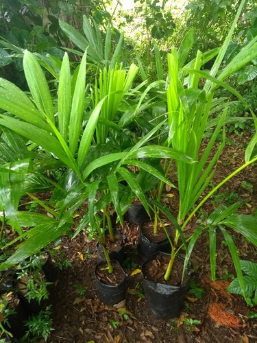 Plantas De Chaguaramo Enano 