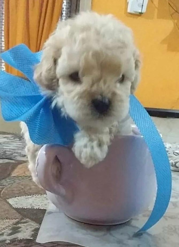 Macho Caniche - Encanto En Miniatura Crema