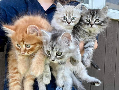 Gatitos Siberianos De Gran Tamaño