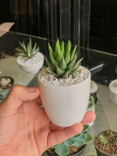 Mini Cactus Y Suculentas
