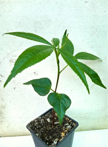 Arbol Chorisia Speciosa (palo Borracho)
