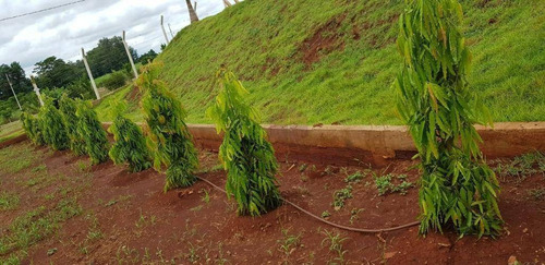 Imagem 7 de 15 de Terreno Com 360 M² - Barra Do Ivaí Iii/ Ivatuba-pr - Te0043