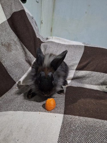 Mini Coelho Branco Bege